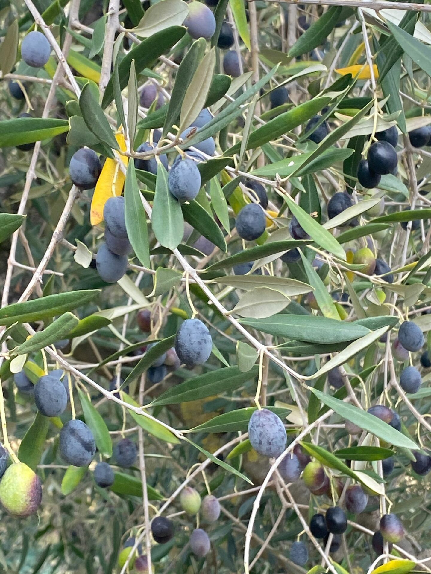 Olio di Olive – Bild 2
