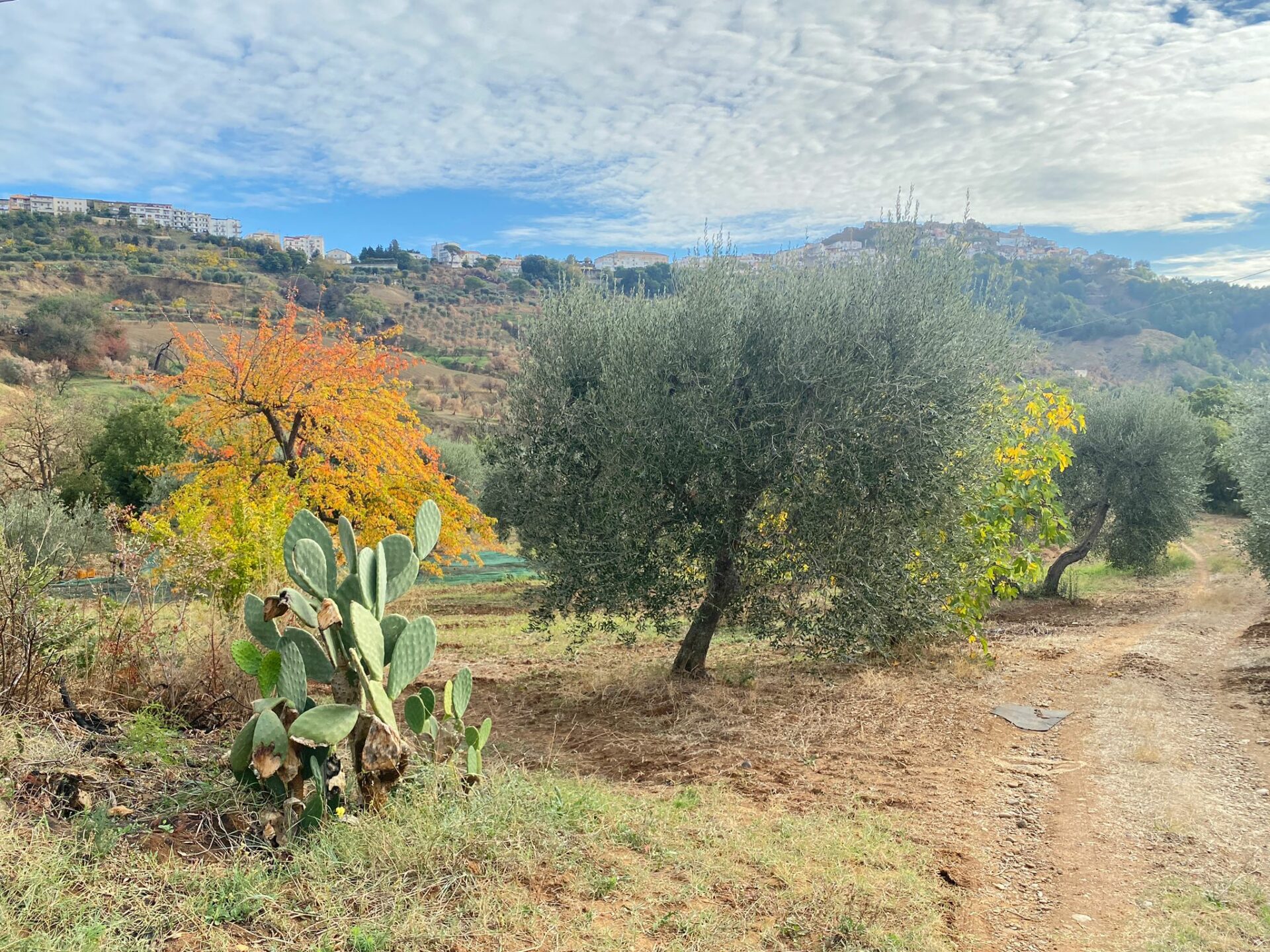Olio di Olive – Bild 3